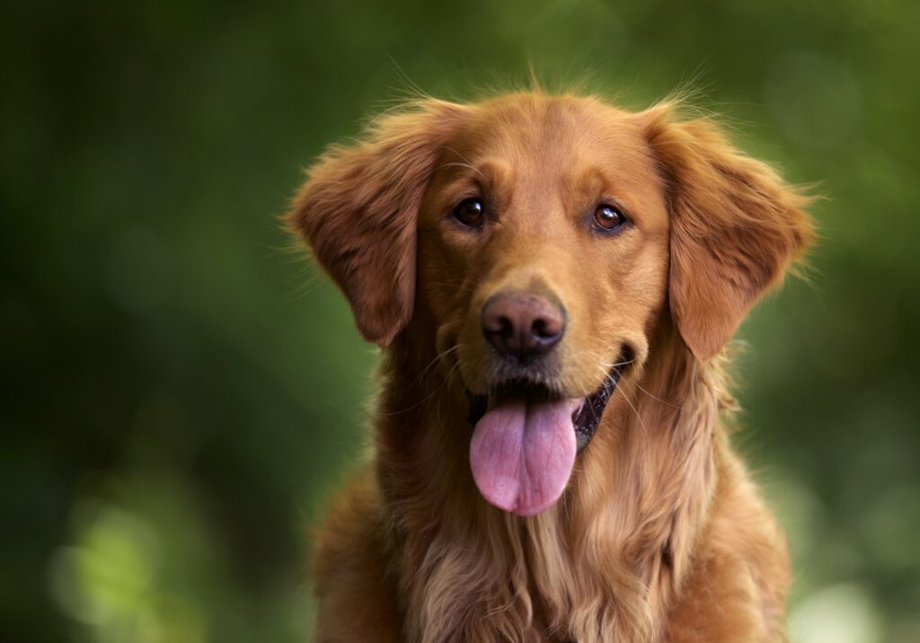 A selective focus shot of an adorable golden retriever outdoors