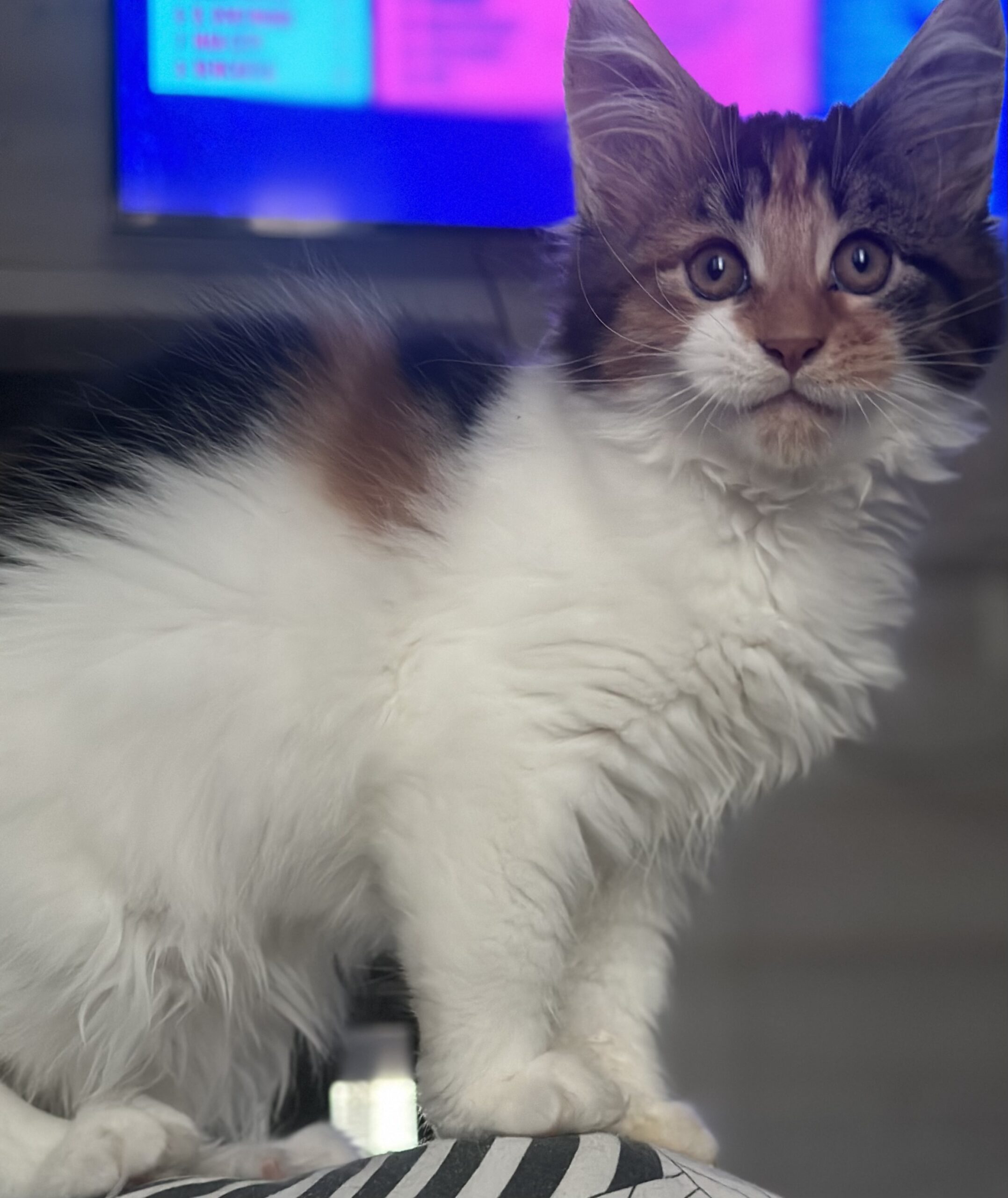 8C33B02B-0038-4EAF-A9FD-6710772A8FE1