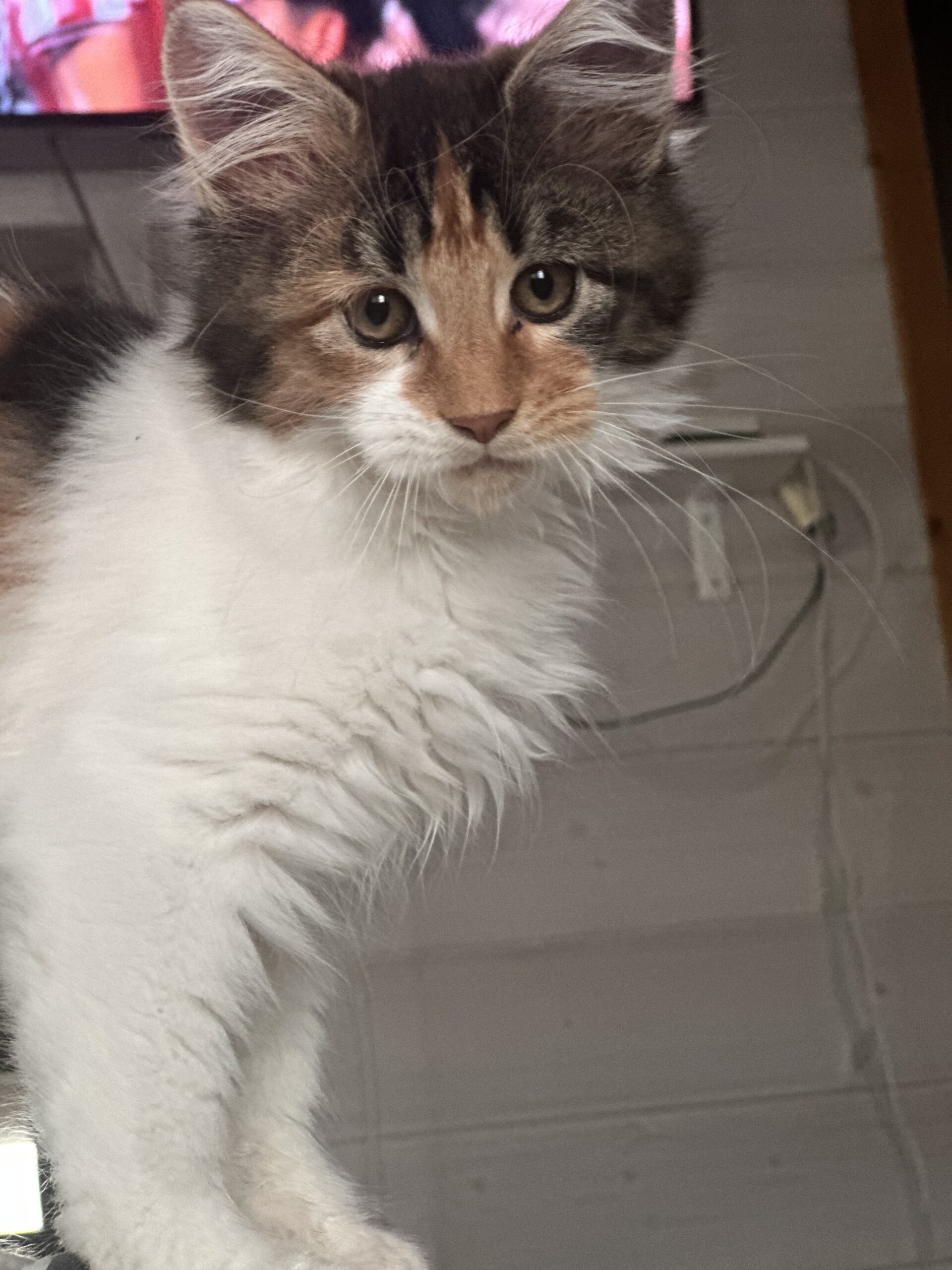 A7100746-BE20-4F17-8184-7A3ED003C2F3